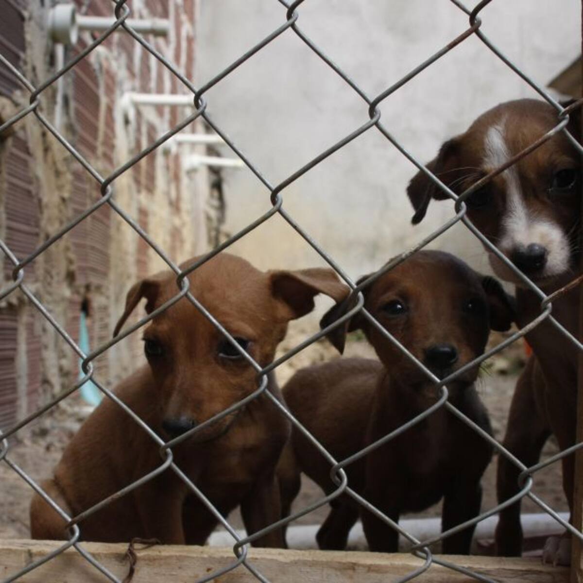 Las mascotas y animales silvestres sufren con los estallidos de la pólvora