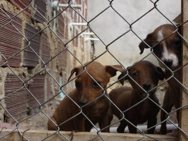 Las mascotas y animales silvestres sufren con los estallidos de la pólvora