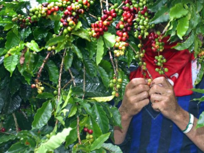 Más de 1.000 cafeteros en Huila serán beneficiados con entrega de fertilizantes