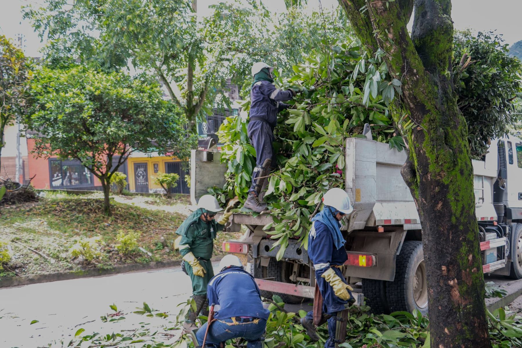 Poda de árboles en Ibagué