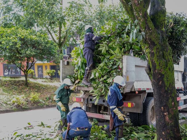 Poda de árboles en Ibagué
