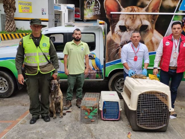 Cada día rescatan 4 animales silvestres en Bucaramanga