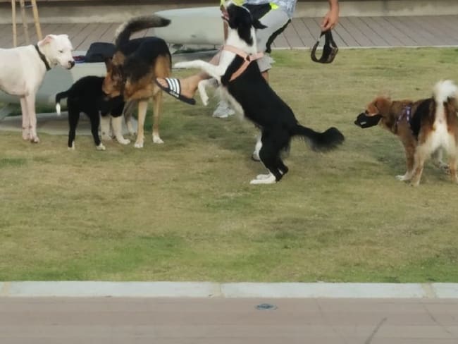 En cuarentena animales también llevan la peor parte