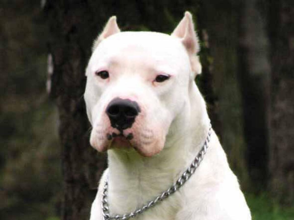 La nueva raza pura argentina según la organización American Kennel Club