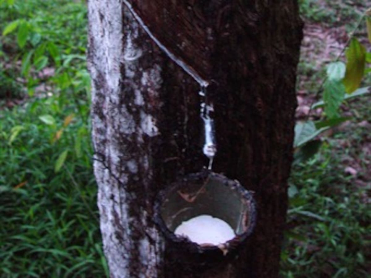 Sembrará 150 árboles tras talar Árbol de Caucho de 200 años en Santa Marta