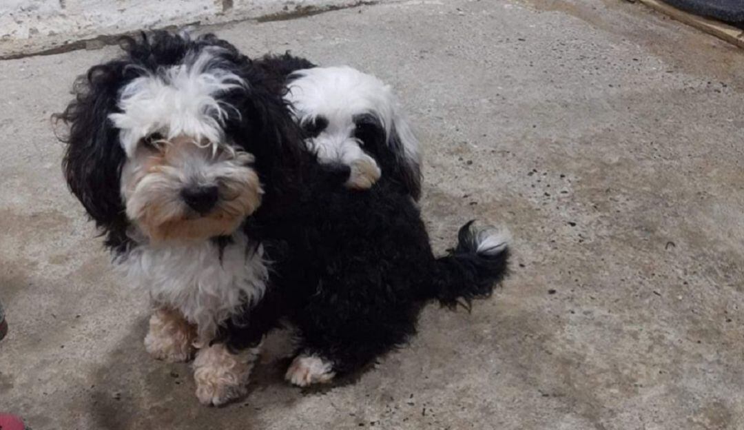 Perros y gatos extraviados