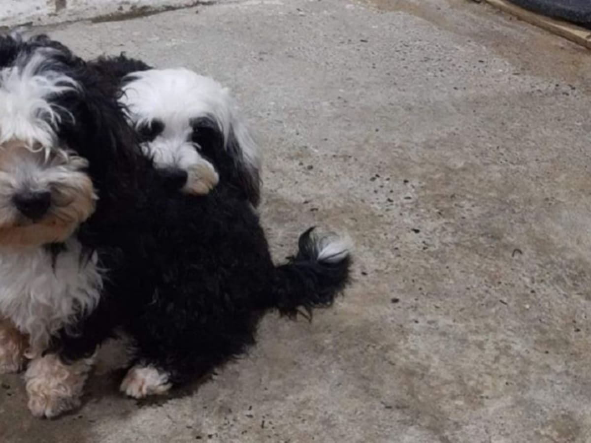 Más de 40 mascotas se extraviaron en la noche de la final del futbol