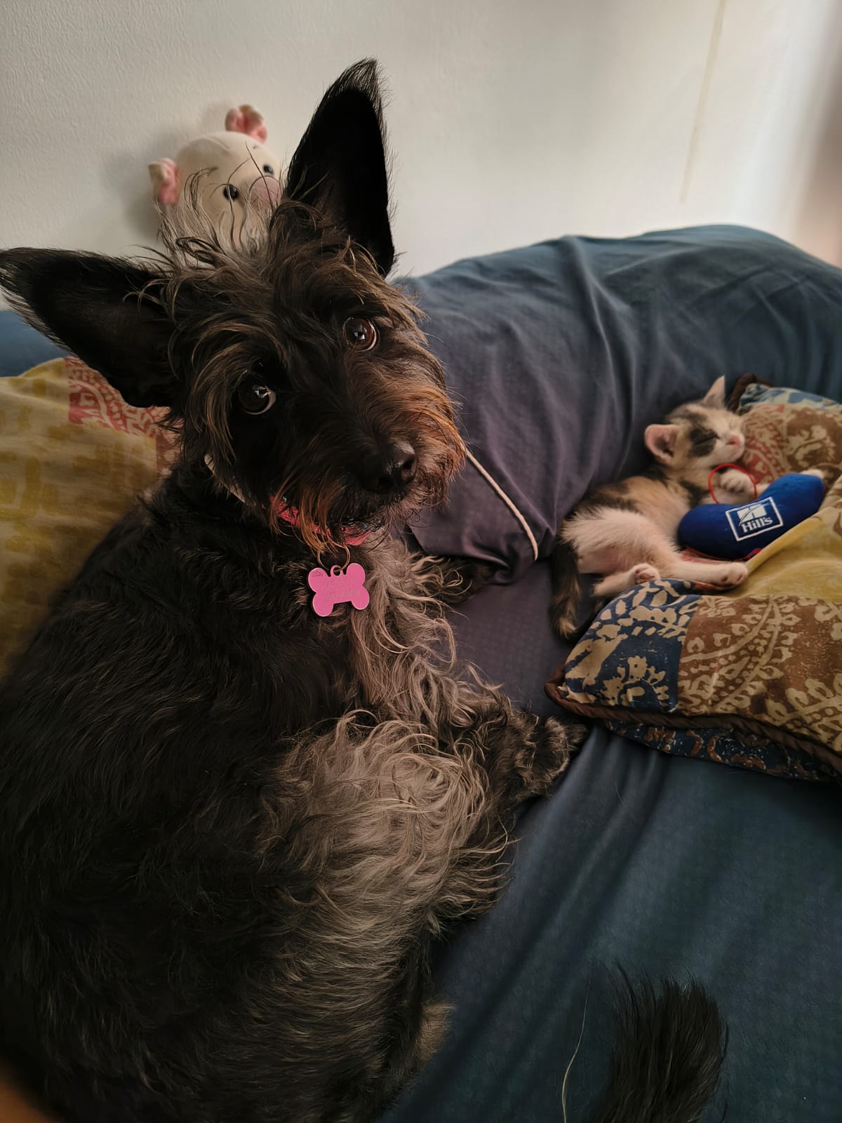 Este domingo 28 de septiembre, Cali se suma a la conmemoración del Día Mundial de la Lucha contra la Rabia.