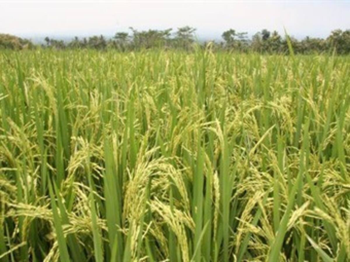 En riesgo 10.000 hectáreas de arroz en el Huila por temporada de sequía