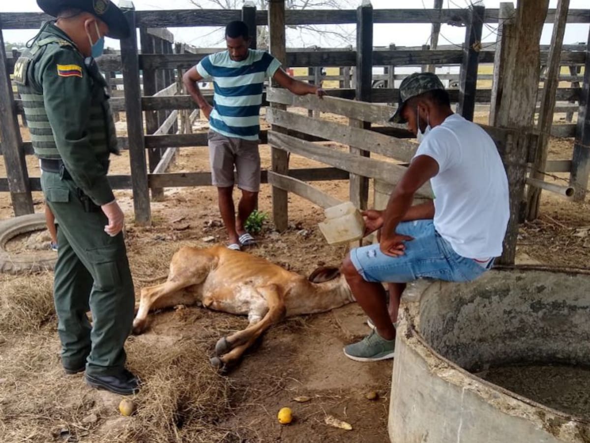 Borja denuncia violación de una ternera en su finca en Tierralta, Córdoba