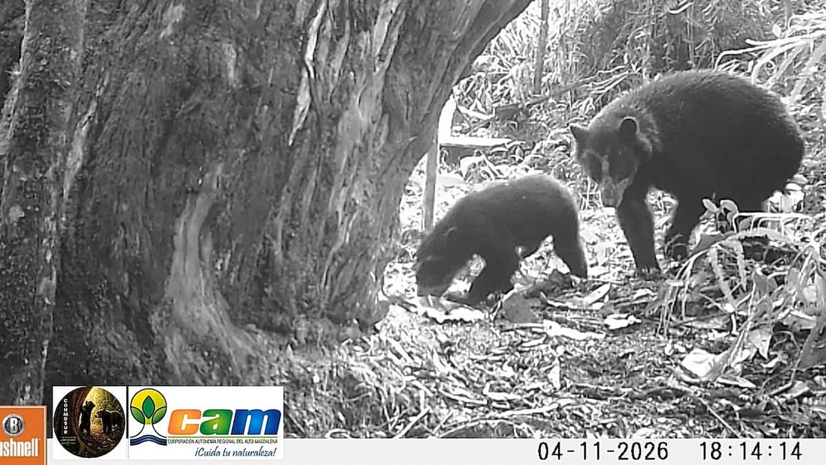 Registran una nueva generación de osos andinos en el Huila