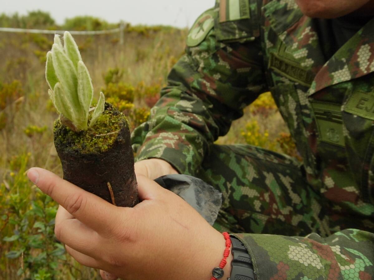 Buscan formalizar vivero de frailejones en Berlín, Santander