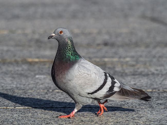 Paloma imagen de referencia. Foto: Getty Images.
