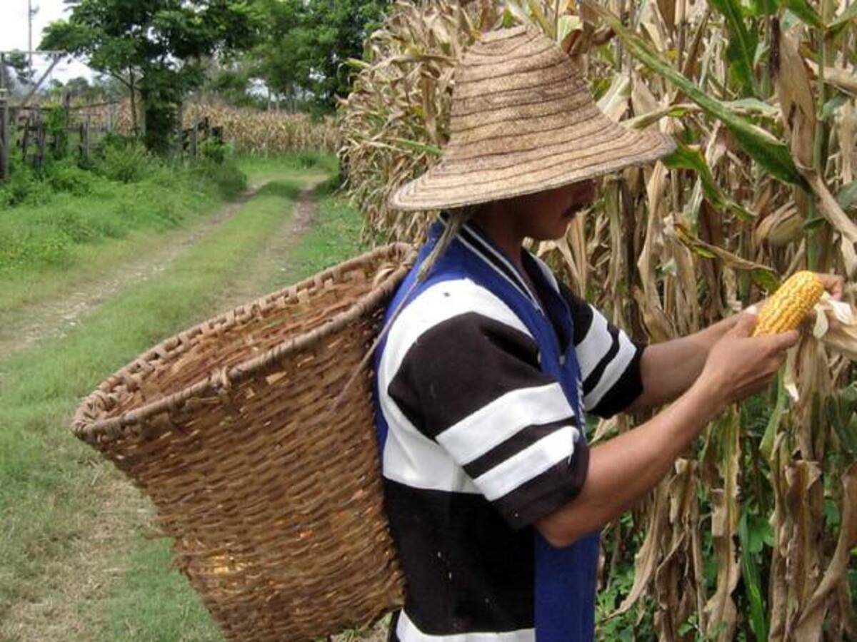 En Colombia se construirá el primer Banco de Semillas del Futuro