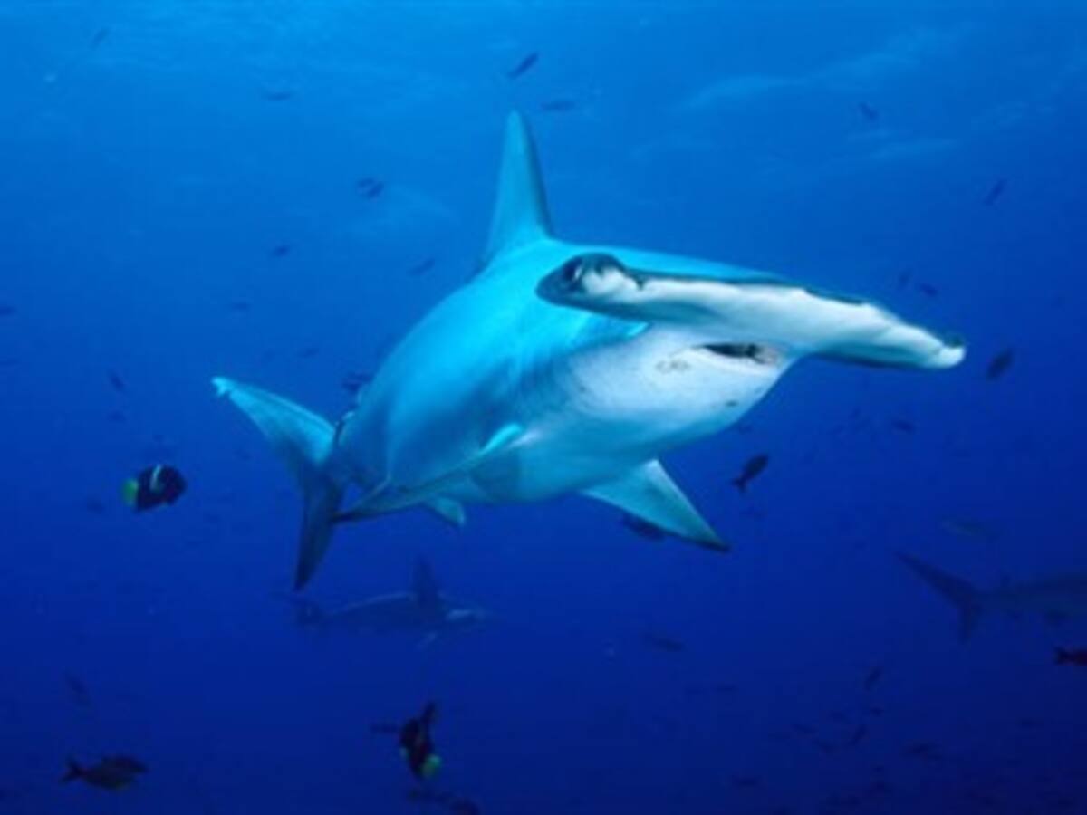 Gobierno de Costa Rica condena matanza de tiburones en la Isla de Malpelo