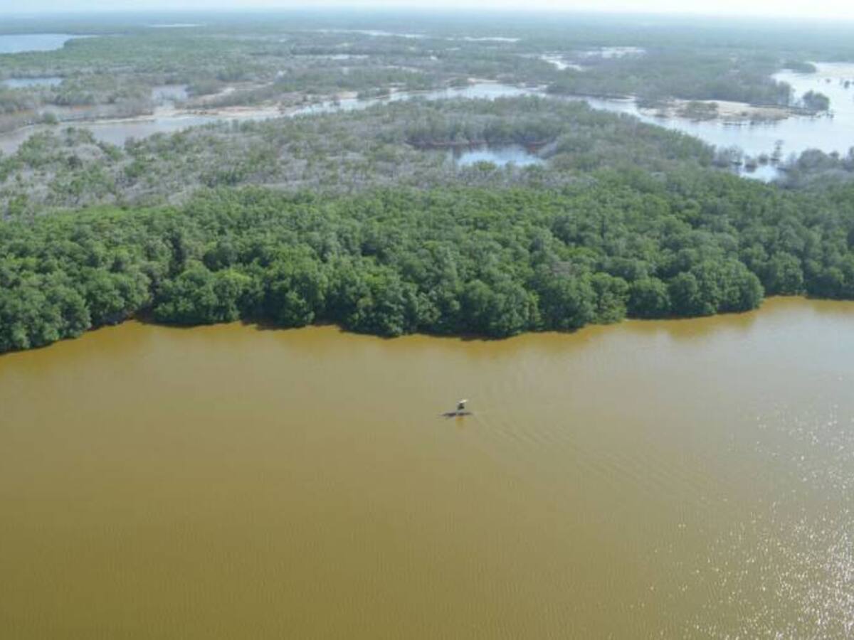 Falta de oxígeno provocó mortandad de peces en Ciénaga Grande