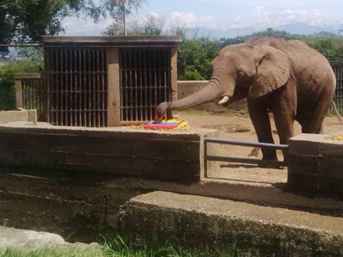 Zimbawe viajó por cuatro departamentos y ya está en la Hacienda Nápoles