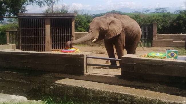 El elefante es tan pereirano como el Bolívar Desnudo y La Ruana.