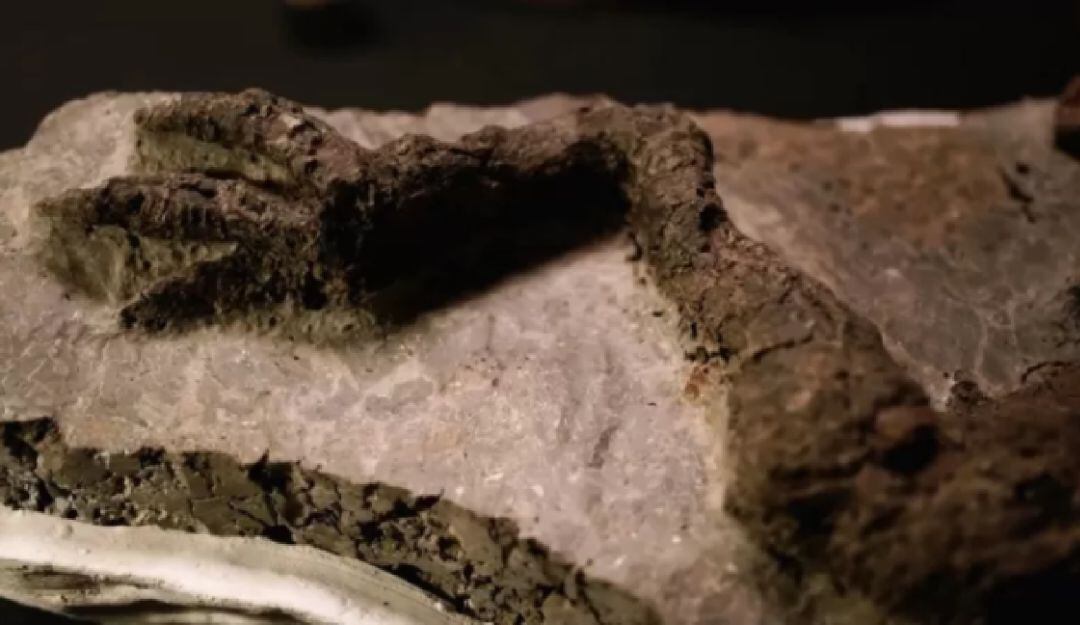 Encuentran fósil de dinosario vinculado al asteroide que causó su extinción