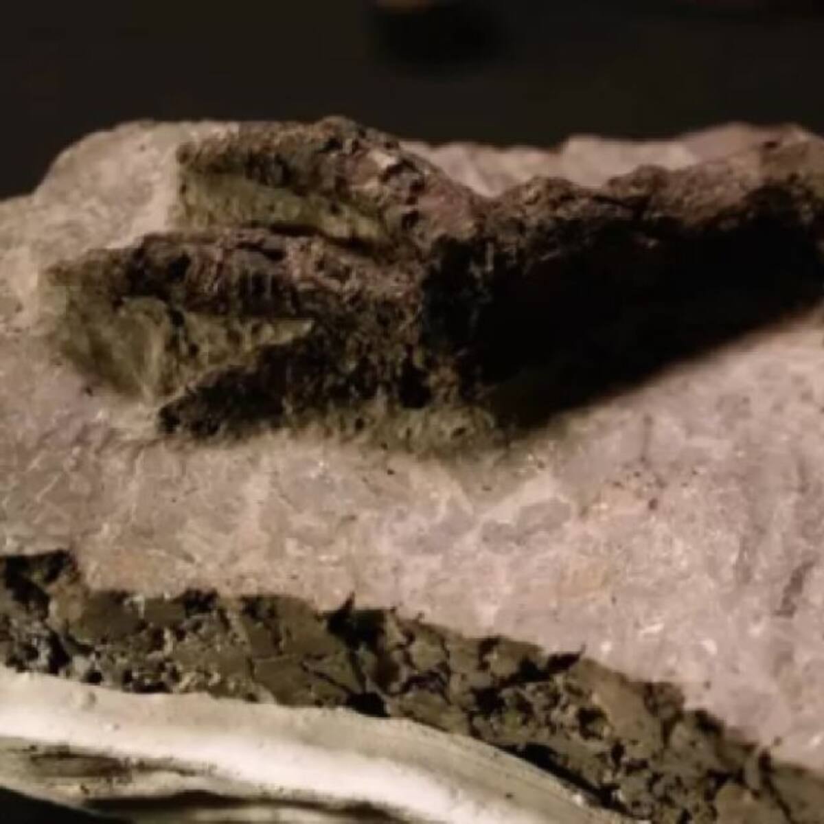Encuentran fósil de dinosario vinculado al asteroide que causó su extinción
