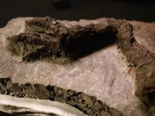 Encuentran fósil de dinosario vinculado al asteroide que causó su extinción