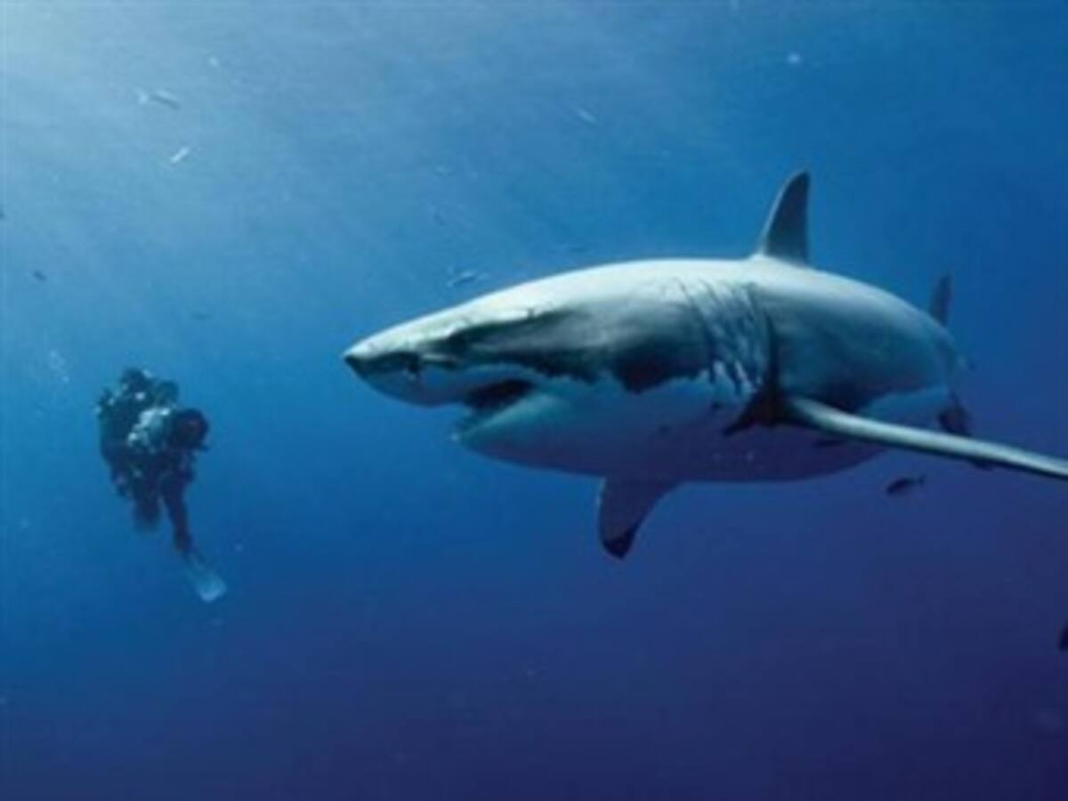 Llega a España 'Océanos', el documental más ambicioso de la historia del cine