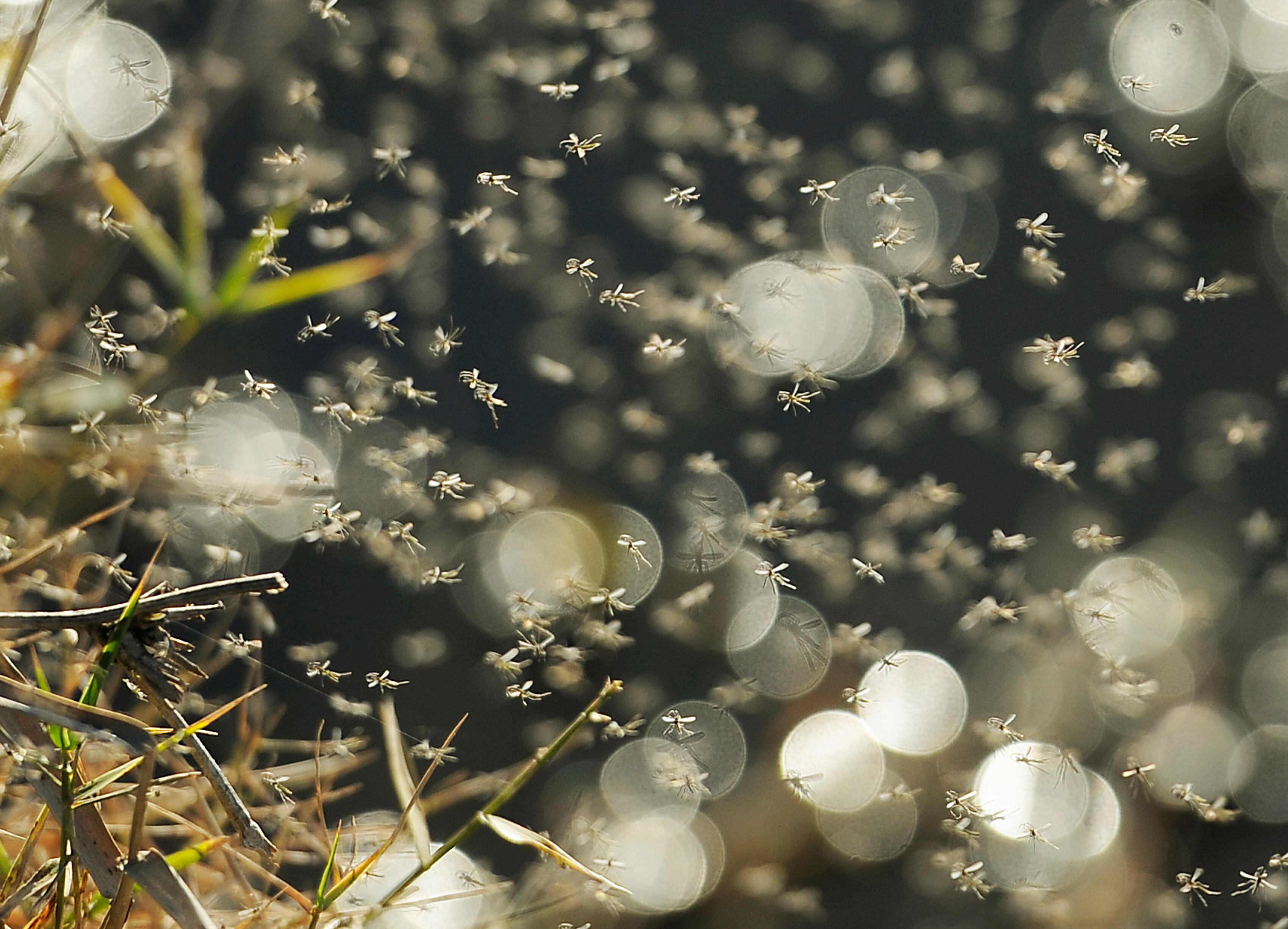 Emergencia por brote de dengue en Garagoa Foto: Getty Images
