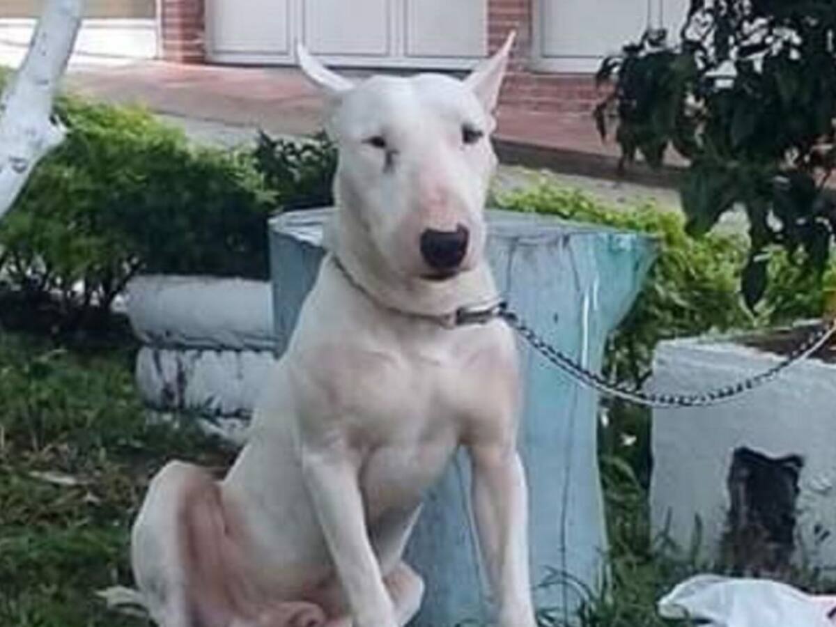Animalistas denuncian aumento de casos de maltrato animal en Tolima