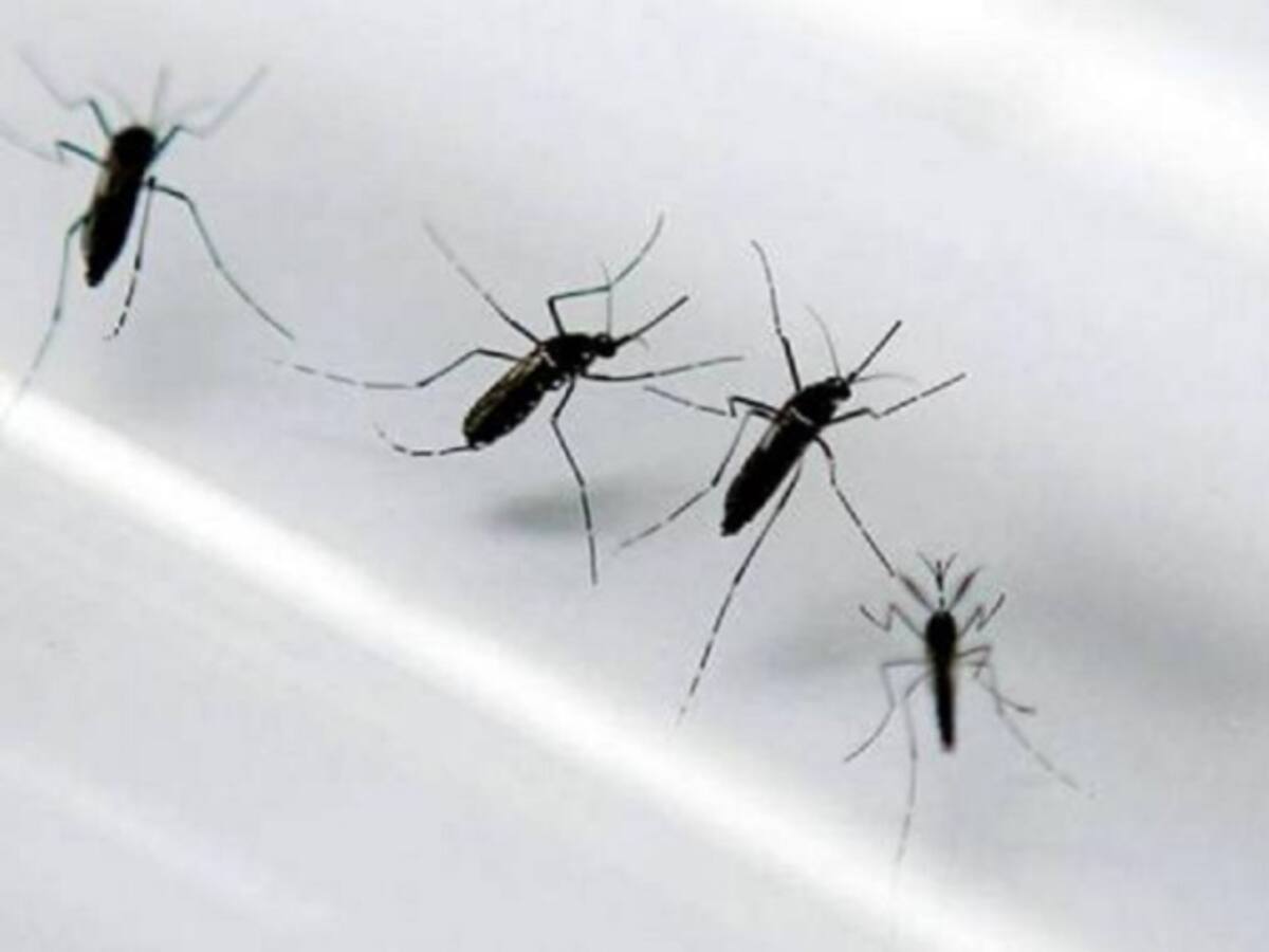 Confirman ocho embarazadas con Zika en el país