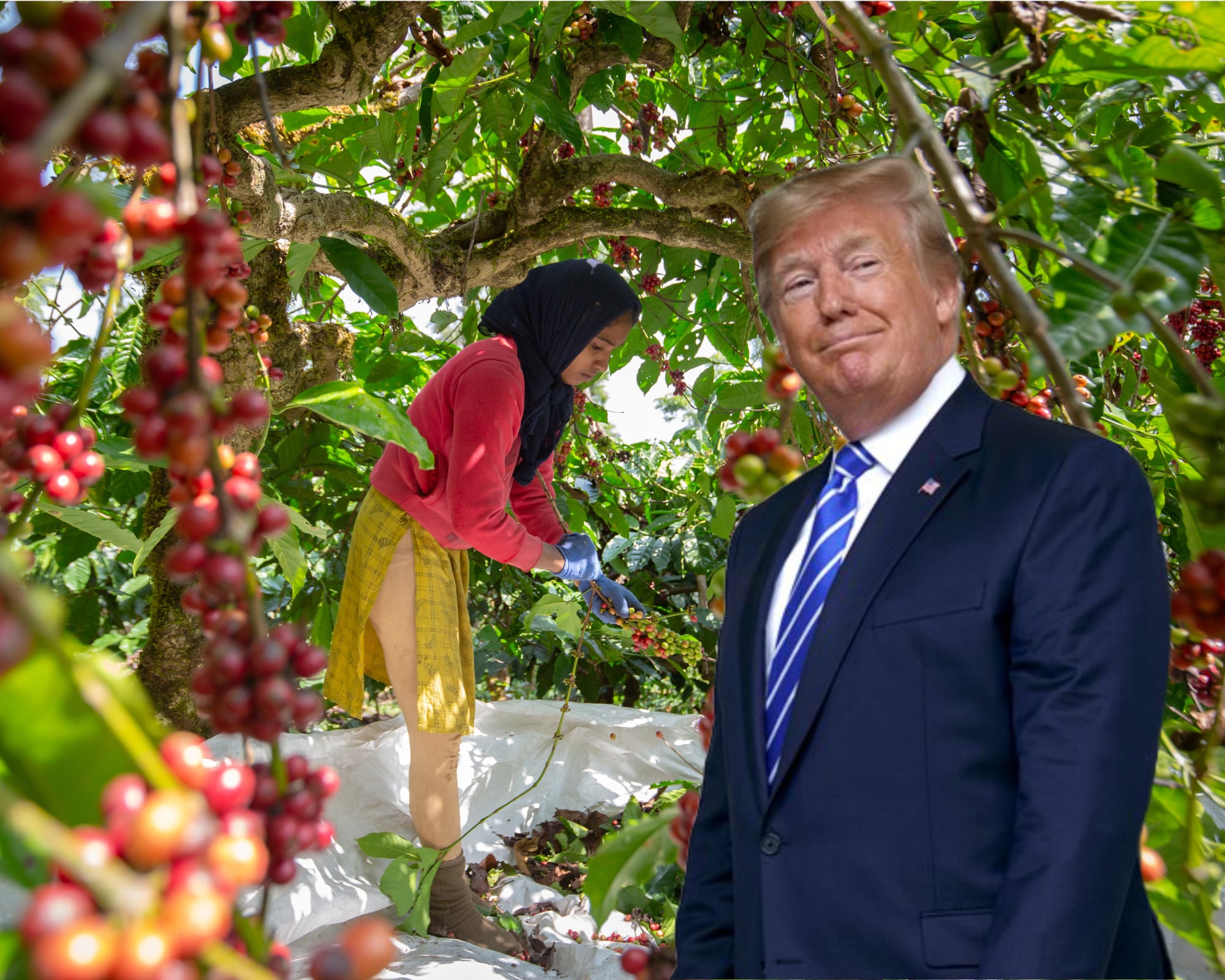 Donald Trump aseguró que los agricultores estadounidenses deben estar listos para producir para el país de cara a la llegada de nuevos aranceles el 2 de abril.
(Foto: Caracol Radio / Getty )