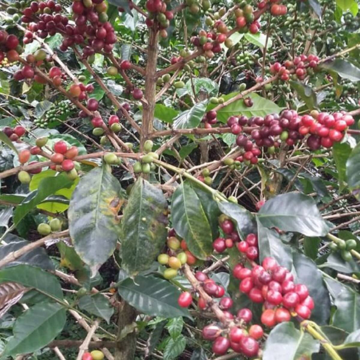 Monitorean la disponibilidad de mano de obra para la cosecha cafetera