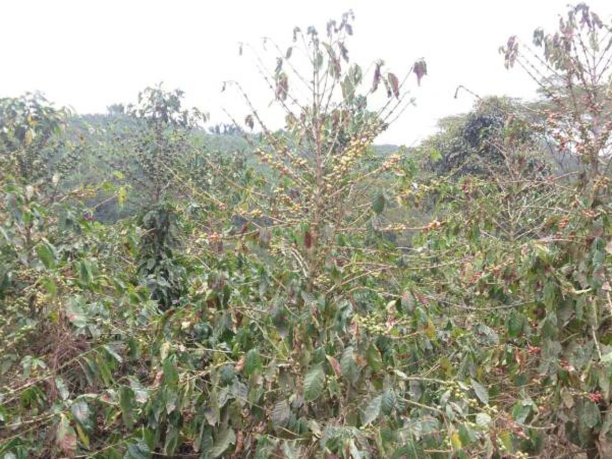 Cafeteros de Caldas celebran la decisión de la Federacafé de comprar todas las pasillas