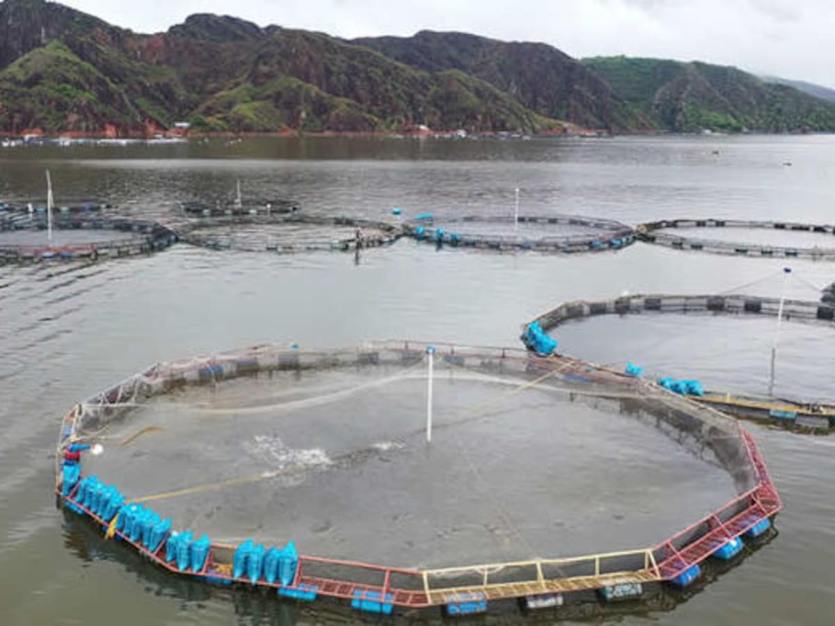 Piscicultores del Huila enfrentan caída de precios en plena temporada de Semana Santa