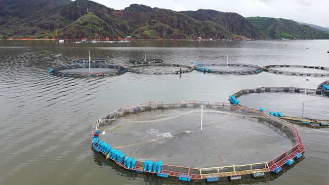 El departamento produce cerca de 100.000 toneladas de pescado al año. Foto Relacionada.
