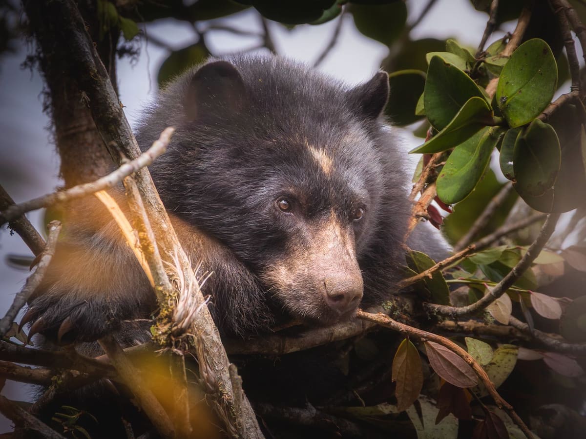 Oso andino fue visto en la cuenca del Río Bogotá: hacen llamado a su protección