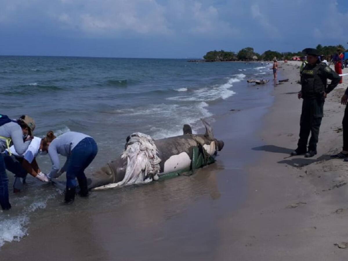 Hallan un manatí, muerto en las playas de Coveñas, Sucre