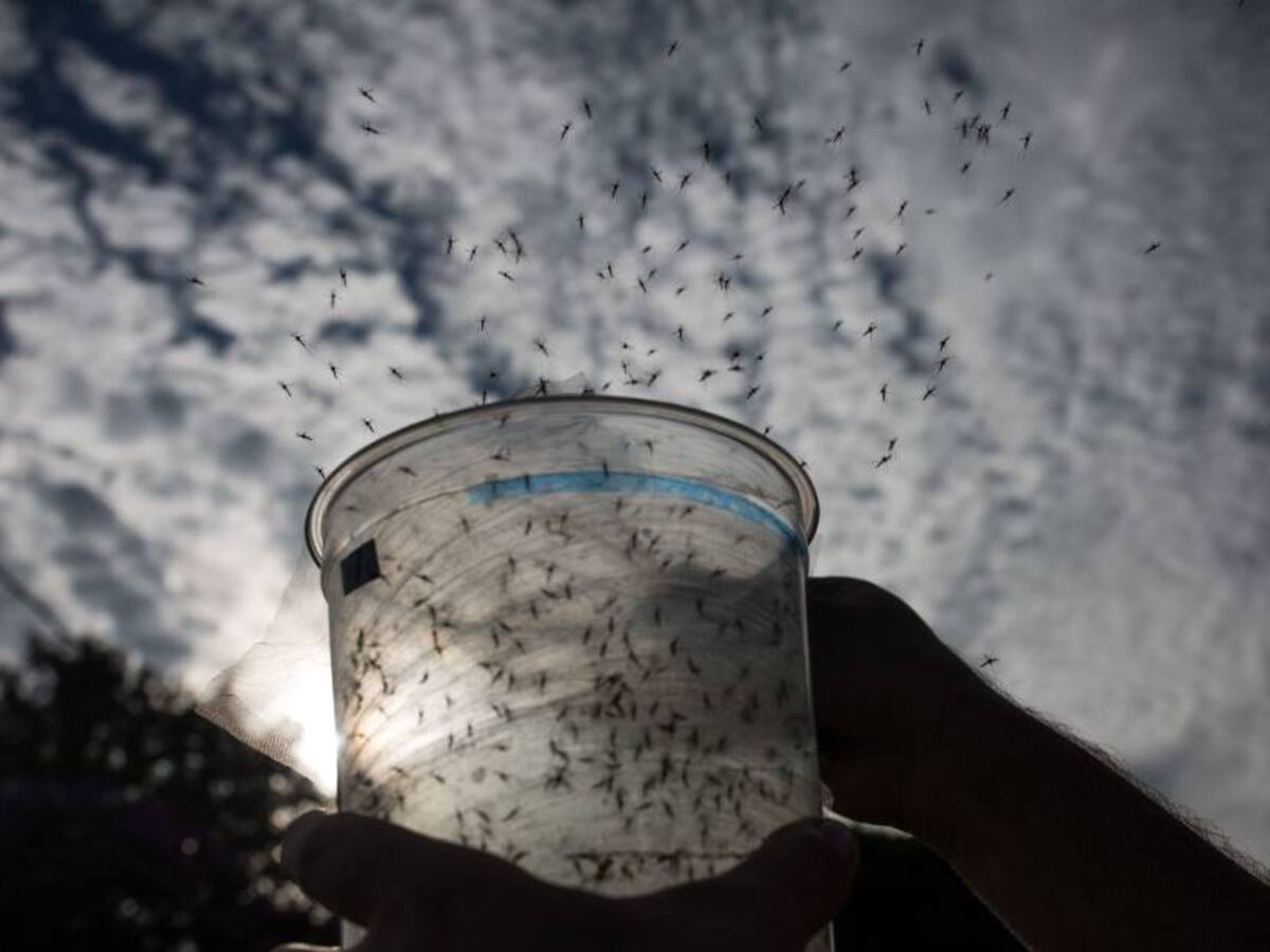 El World Mosquito Program usará drones para combatir el dengue en Cali