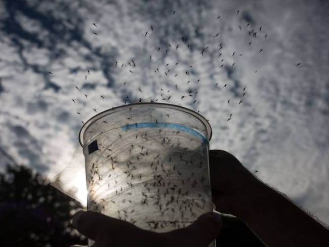 Liberación de mosquitos para combatir la transmisión enfermedades como el dengue.           Foto: Getty 