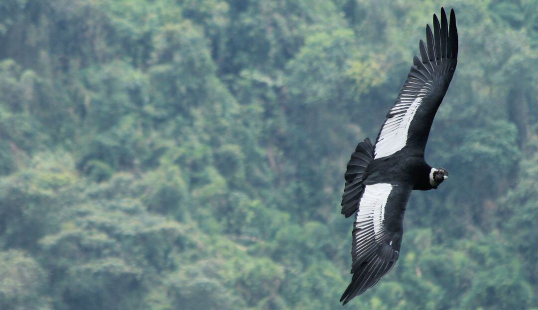 Juan Sebastián Restrepo