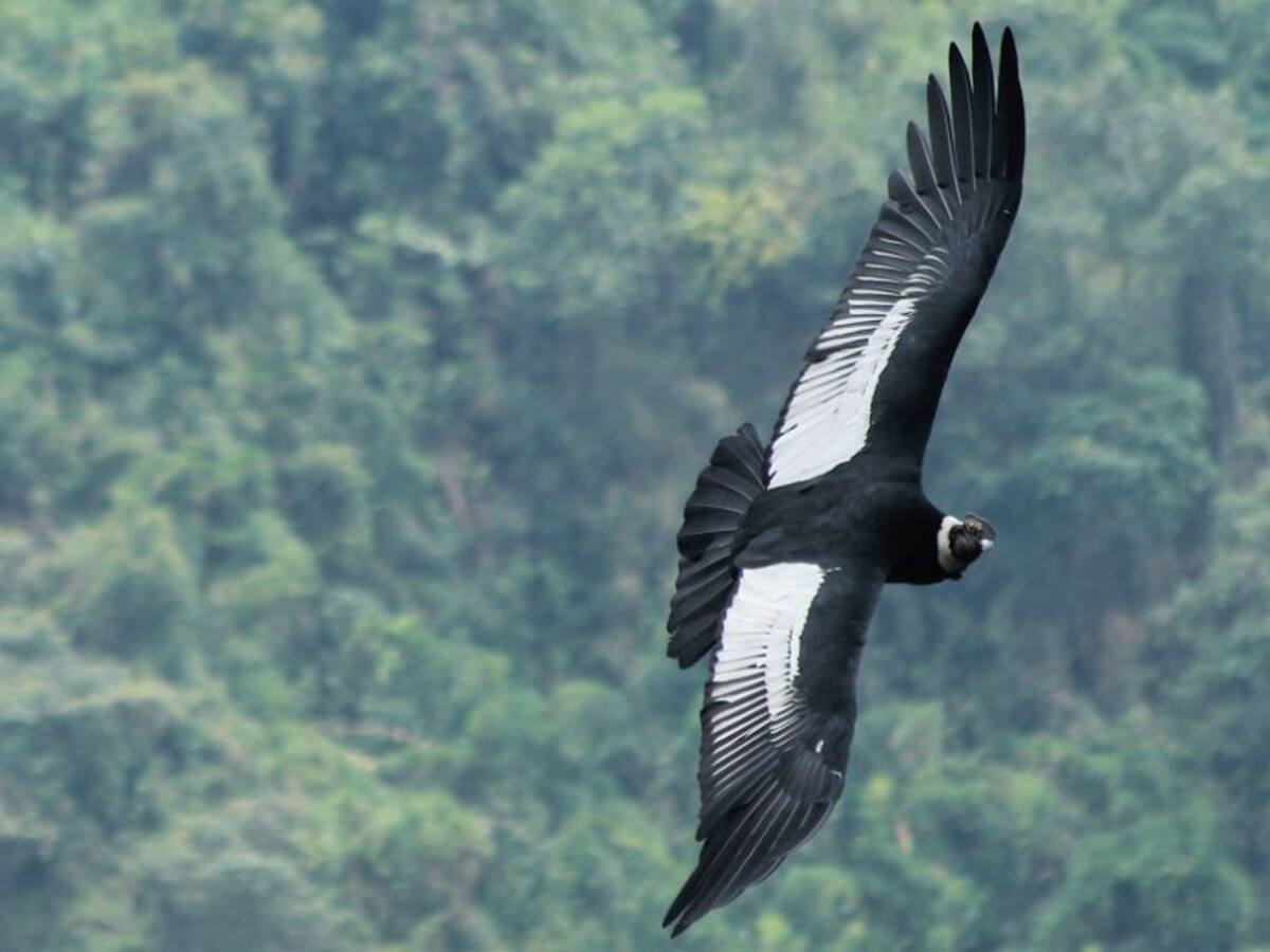 Avistados seis cóndores en el Parque Natural Los Nevados