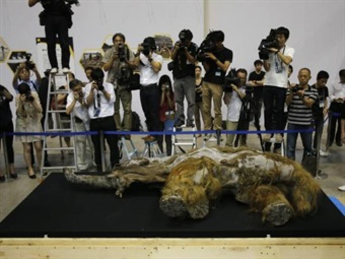 Hallado en Siberia un mamut de hace 39.000 años