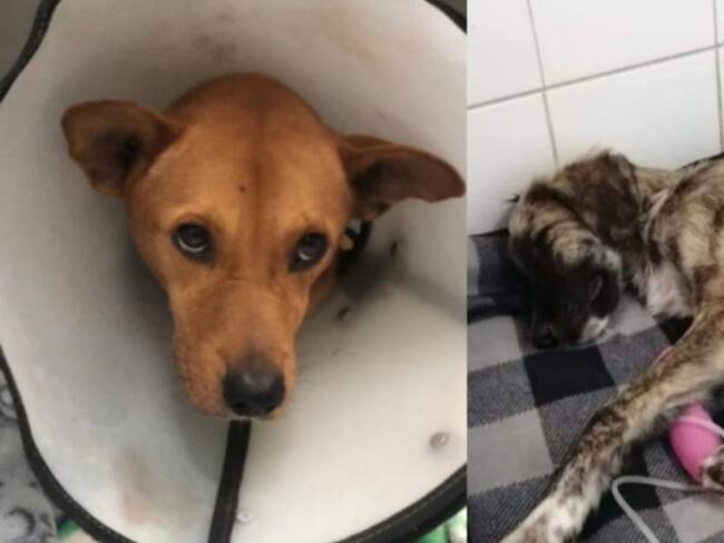 Ciudadanos en Manizales denuncian presunto abuso sexual contra dos perros