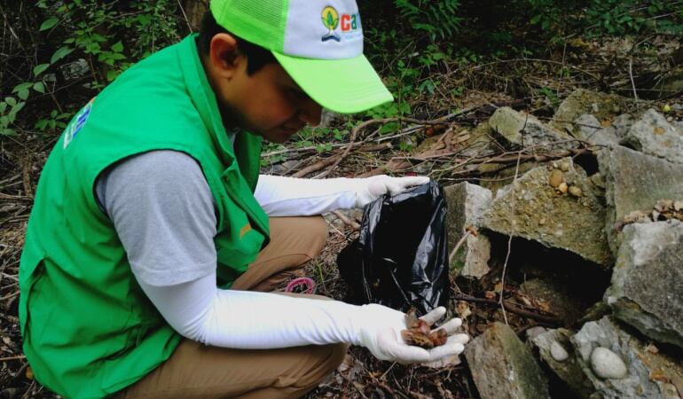 Jornada de recolección del caracol africano 