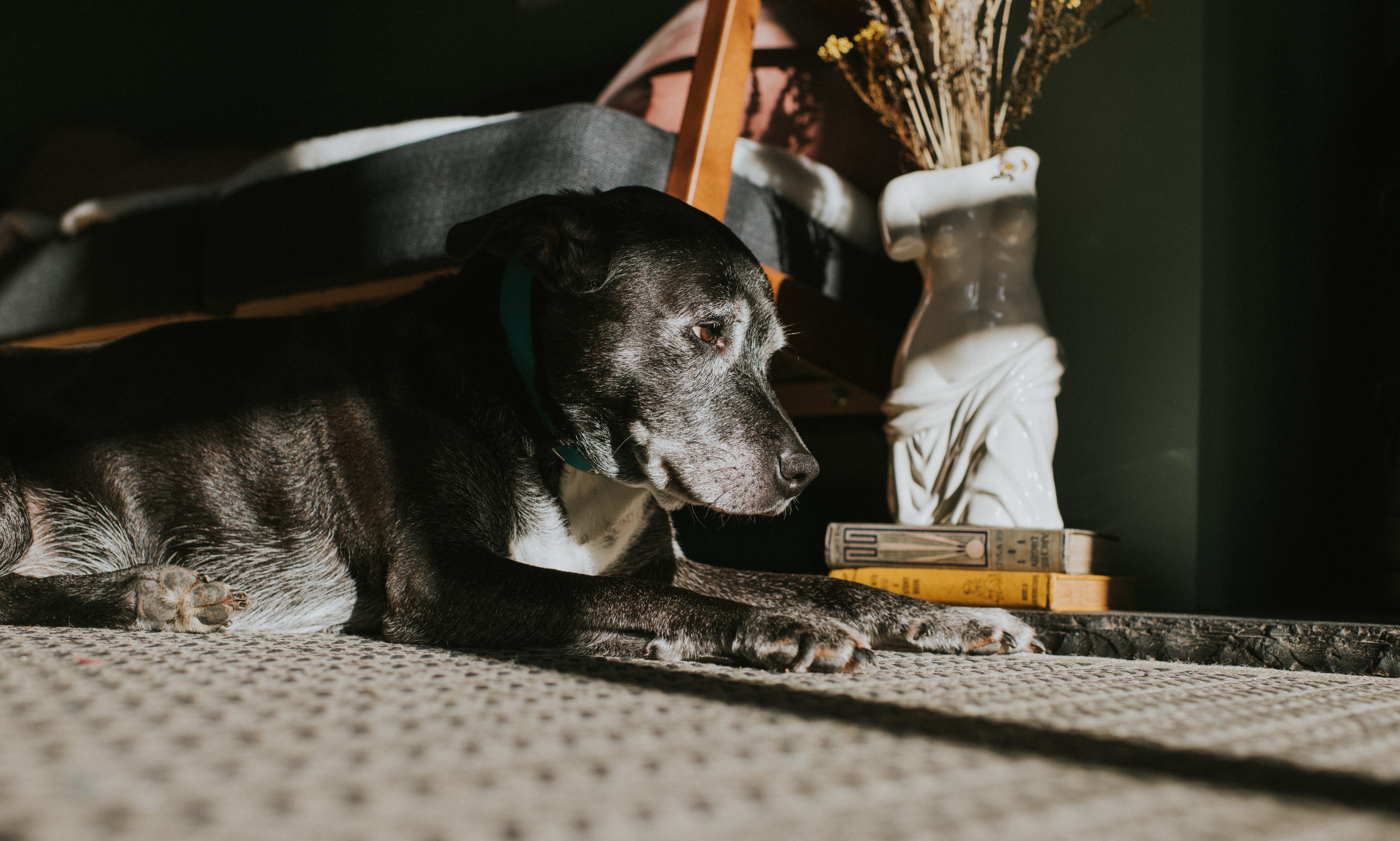 Raza de perro que vive más tiempo, según la ciencia. Imagen de referencia vía Getty Images