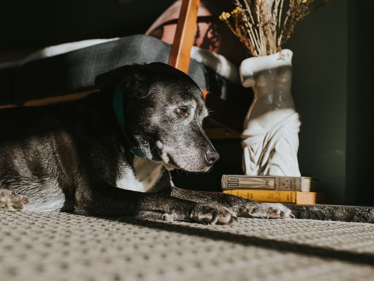 Esta es la raza de perro que vive más tiempo, según la ciencia