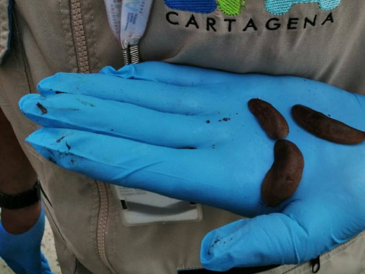 Alerta en Cartagena por aparición de extraña babosa en lotes baldíos