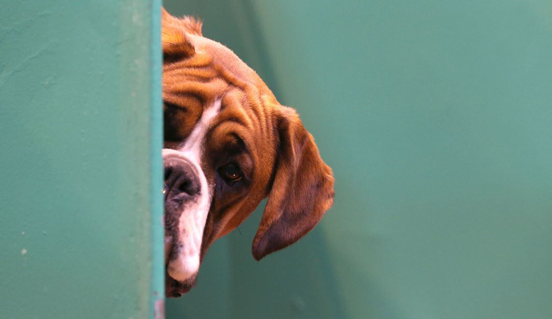 Perro de referencia. 