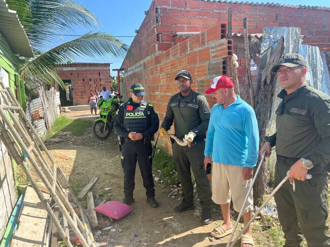 Policía Nacional rescata una boa constrictor, que buscó refugio en una vivienda de la Boquilla