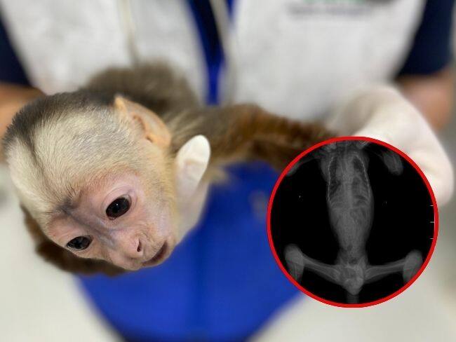 Juan Sebastián Mejía, médico veterinario y zootecnista especialista CAV -CDMB