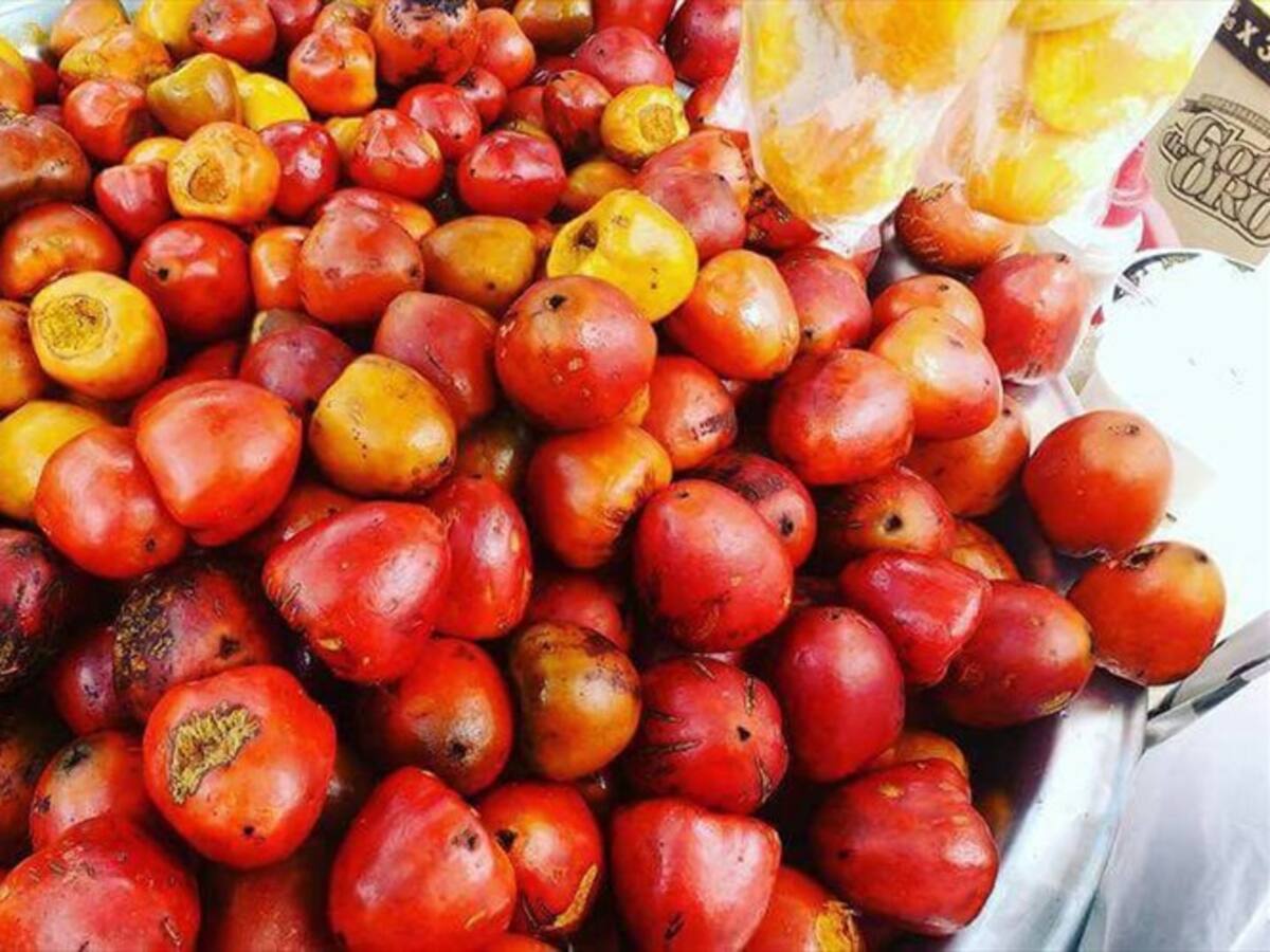 Plaga de picudo pone en riesgo al chontaduro vallecaucano